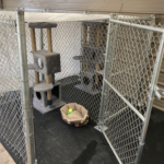 Pet 3